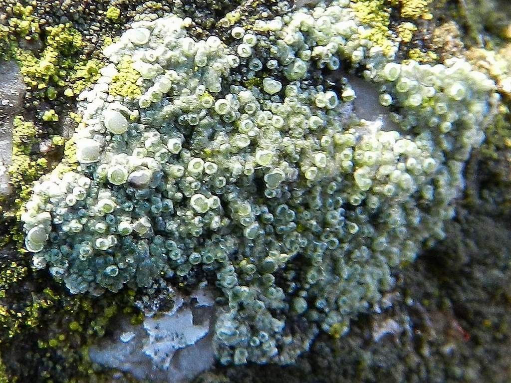 Lecanora sp. ? da identificare